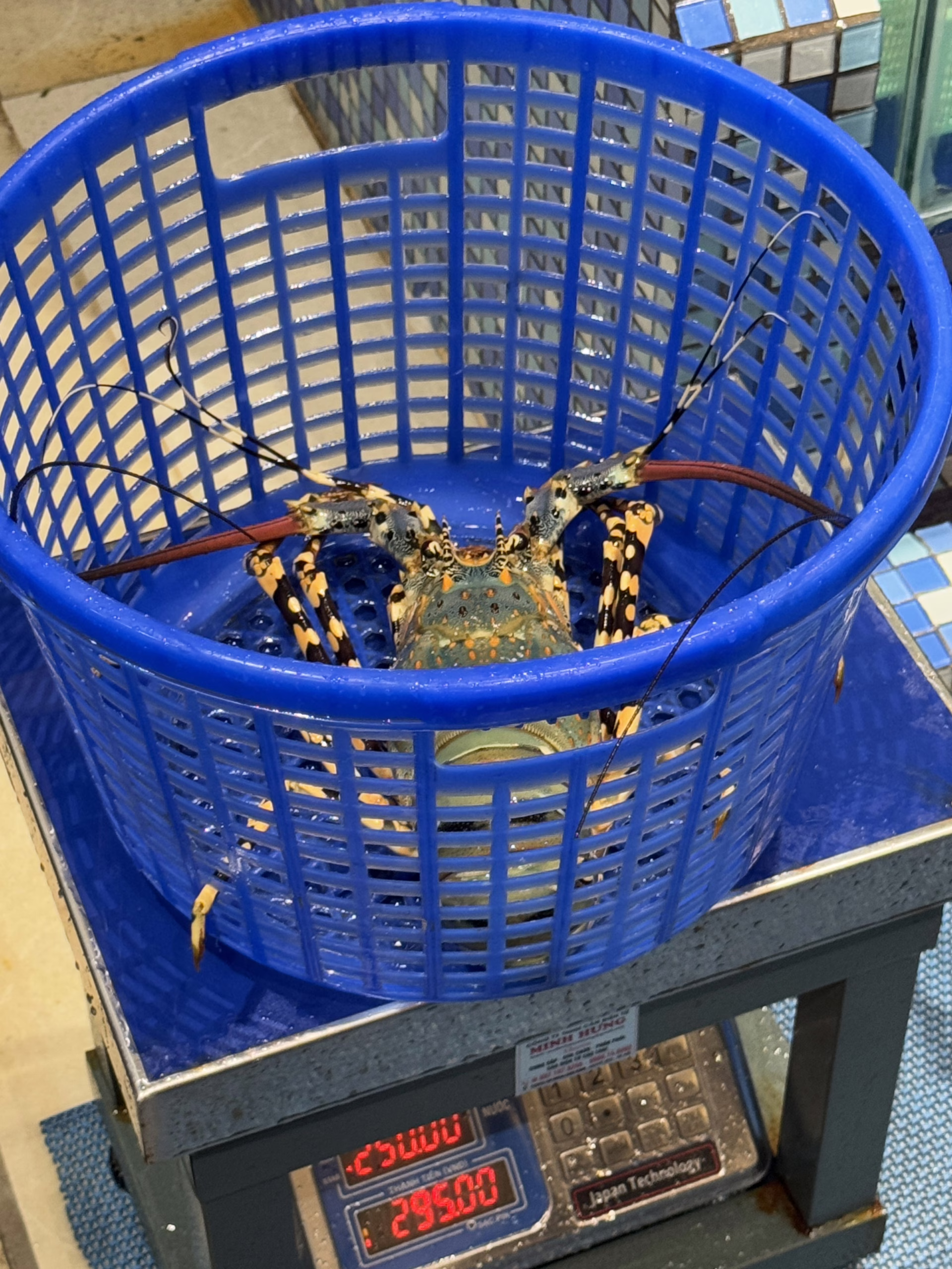 저울 위 바구니에 담겨있는 크레이피쉬
